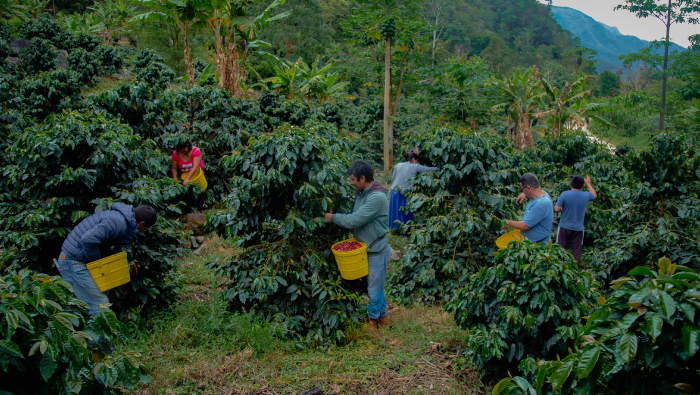 Producción de café de 1900 familias ubicadas en cinco provincias de Huánuco llegará a Europa
