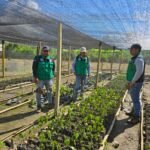 Impulsan reforestación en el Valle del Monzón degradada para el cultivo de coca