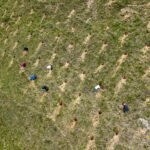 Cerros de Vicsacocha en Pillco Marca son reforestados con alisos y pinos