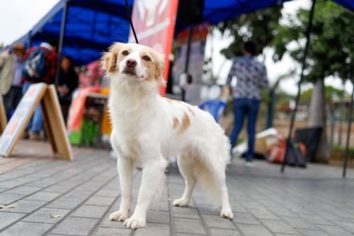 Promulgan ley que declara de interés nacional el reconocimiento del Perro Pastor Chiribaya como Patrimonio Cultural