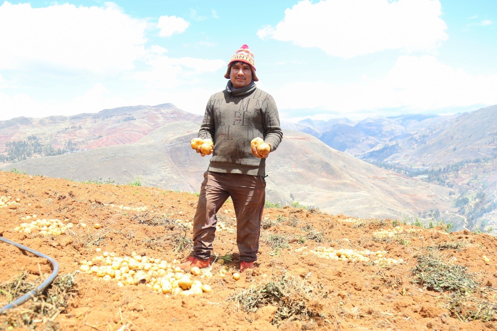 Papa amarilla tumbay producida en Yarumayo será exportada en forma congelada
