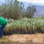 Instalarán 182 mil plantones en 600 hectáreas de ecosistemas degradadas en Nauyán Rondos