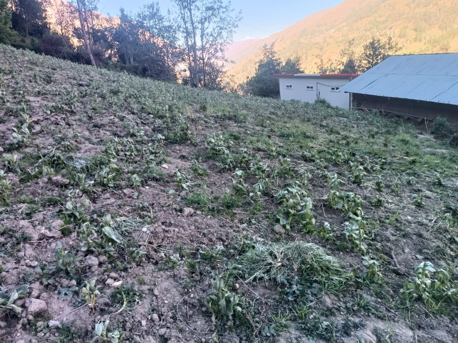 Heladas, granizadas e intenso sol destruyen decenas de hectáreas de cultivos en la provincia de Huamalíes