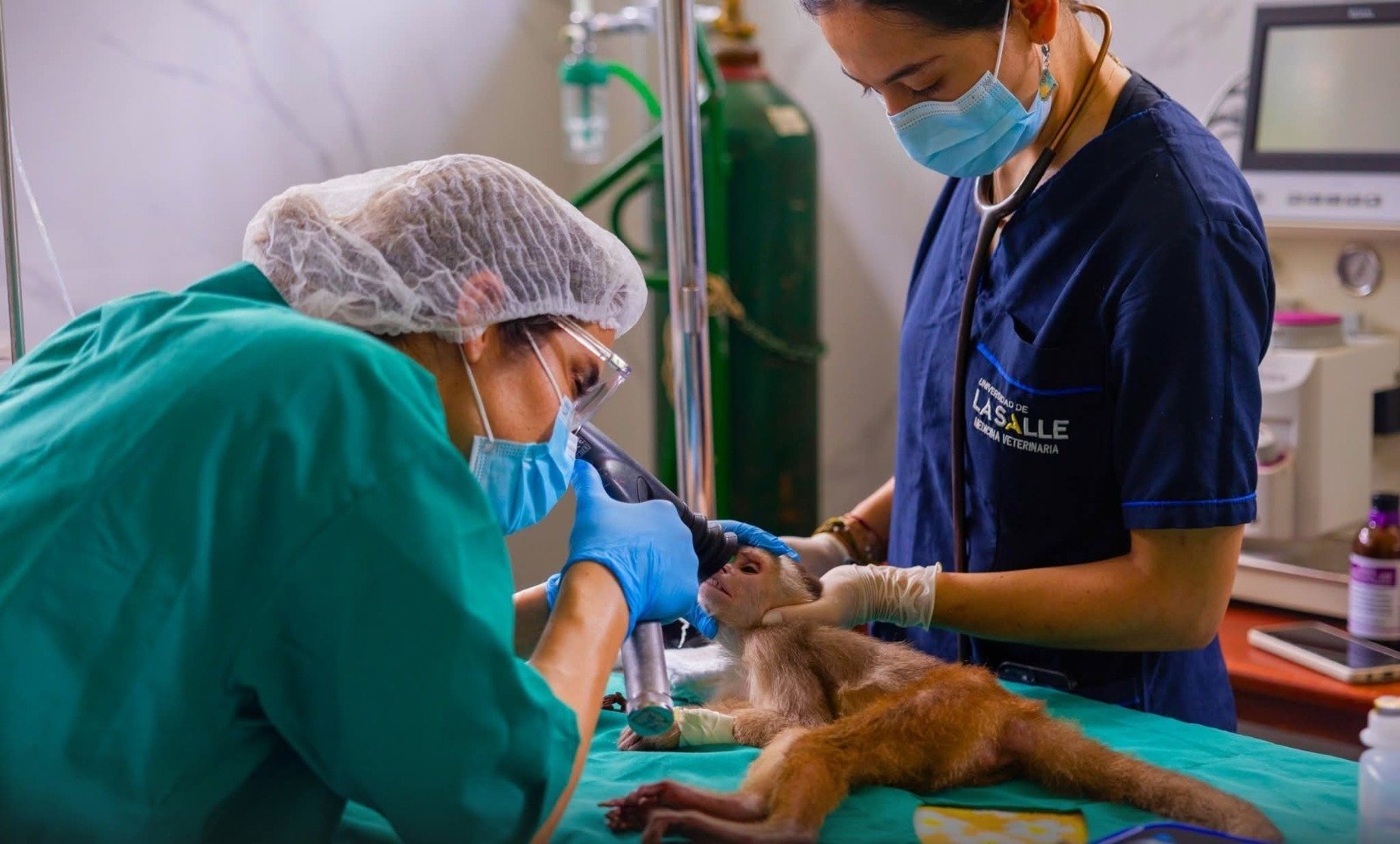 Rescatan a mono ‘Luca’ del tráfico ilegal de fauna silvestre
