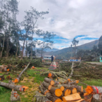 Fiscalía en Materia Ambiental investiga tala ilegal de 47 árboles de aliso en Shismay