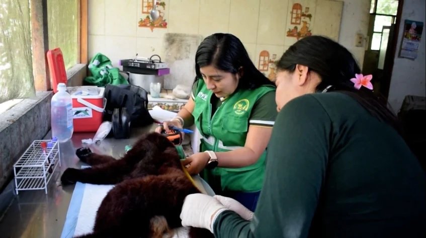 El tráfico de fauna y flora silvestre persiste en Huánuco