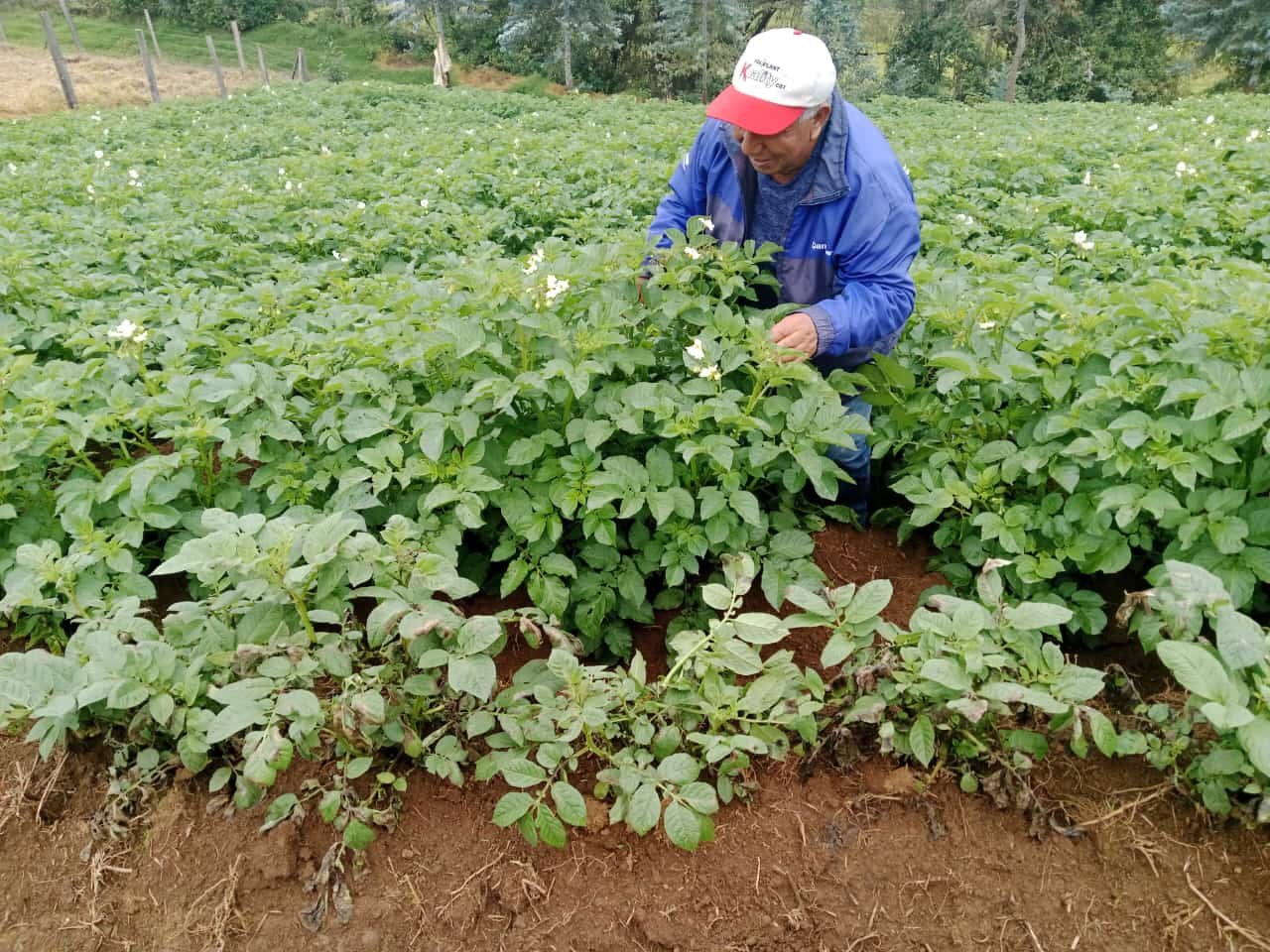 Huánuco: retrasos en inicio de lluvias generó disminución de la producción de papa
