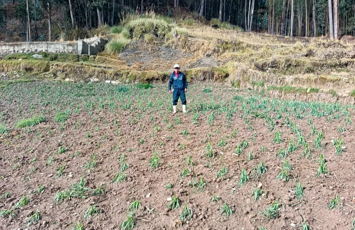 Activan seguro agrario para atender agricultores afectados por granizada en Yarowilca